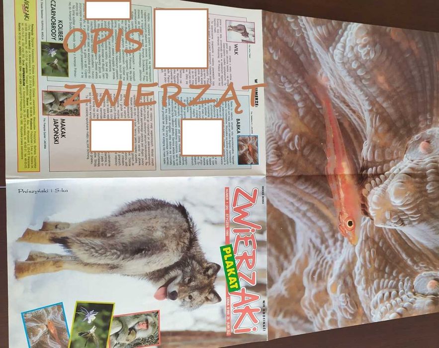 Wilki – m.in. pocztówki dla miłośników tych zwierząt