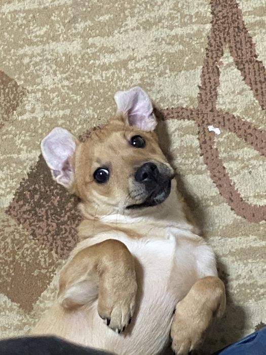 Віддам в добрі руки. Метис чіхуа