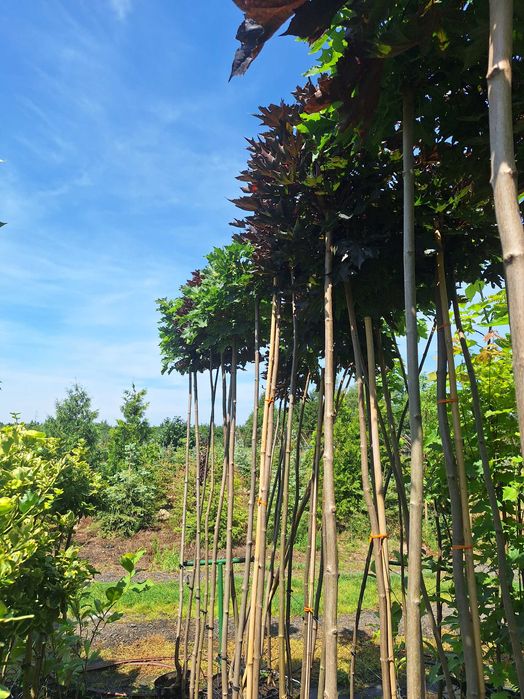 Klon palmowy,katalpa nana, akacja  wiśnia klon formy kuliste.
