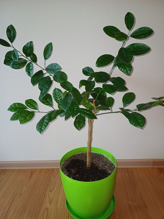 Вазони: заміокулькас замієлистий, еухарис амазонський, цитрусовий.