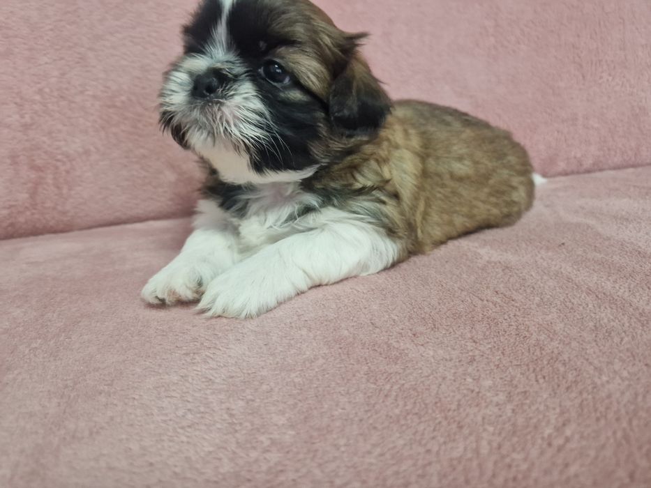 Rezerwacja piesek Shih-Tzu