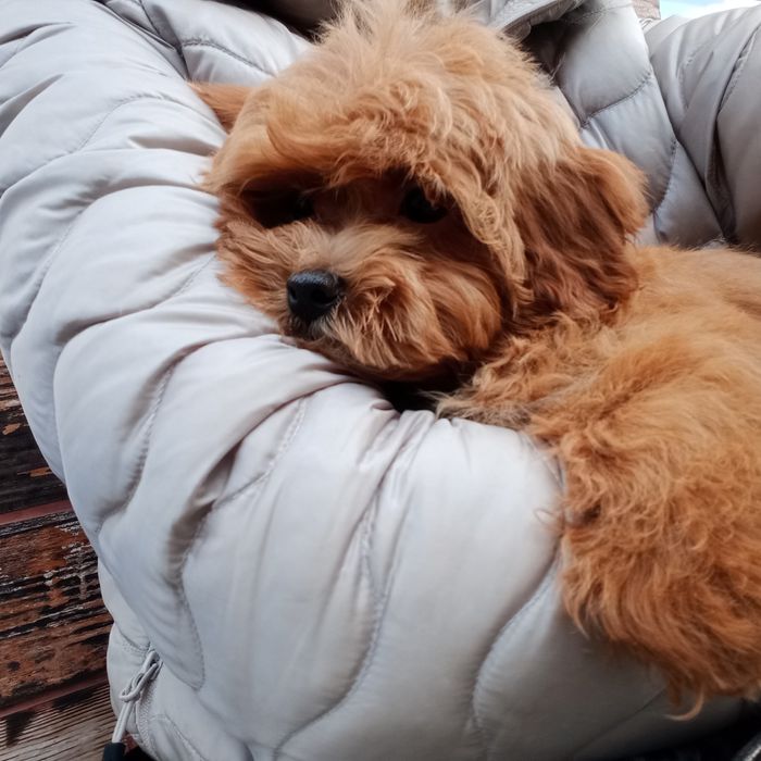 Люксовий малючокF2.