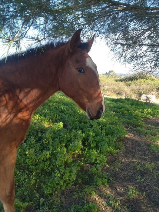 Poldra lusitana espectacular