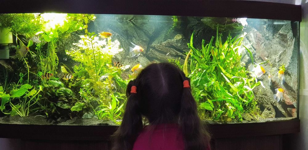 Большой аквариум JUWEL 450л с оборудованием и автоматизацией