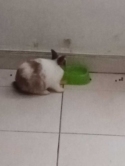 Vendo coelhinho anao