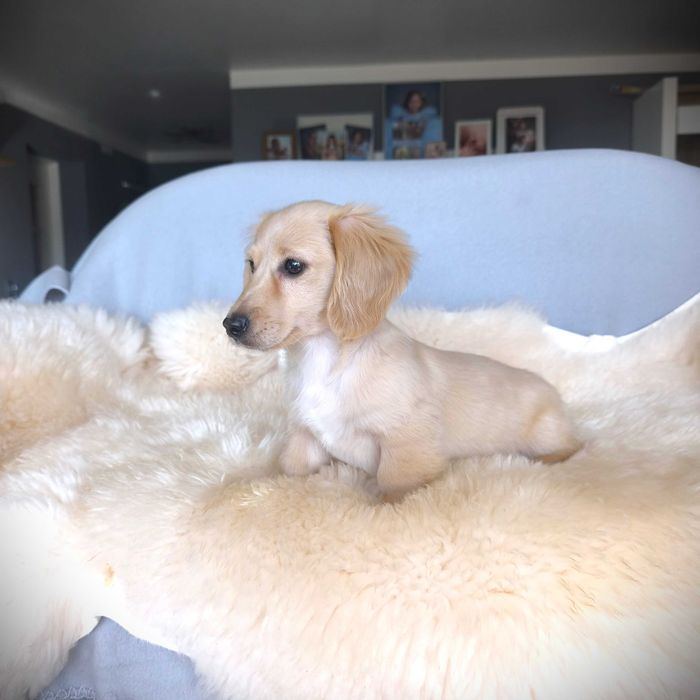 Jamnik kremowy miniaturowy długowłosy z Paszportem