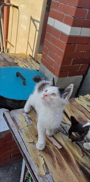 Котята в ответственные, добрые, любящие руки.