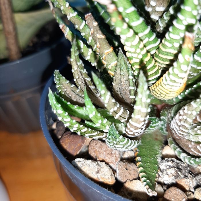 Aloes, haworthia, Gasteria różne