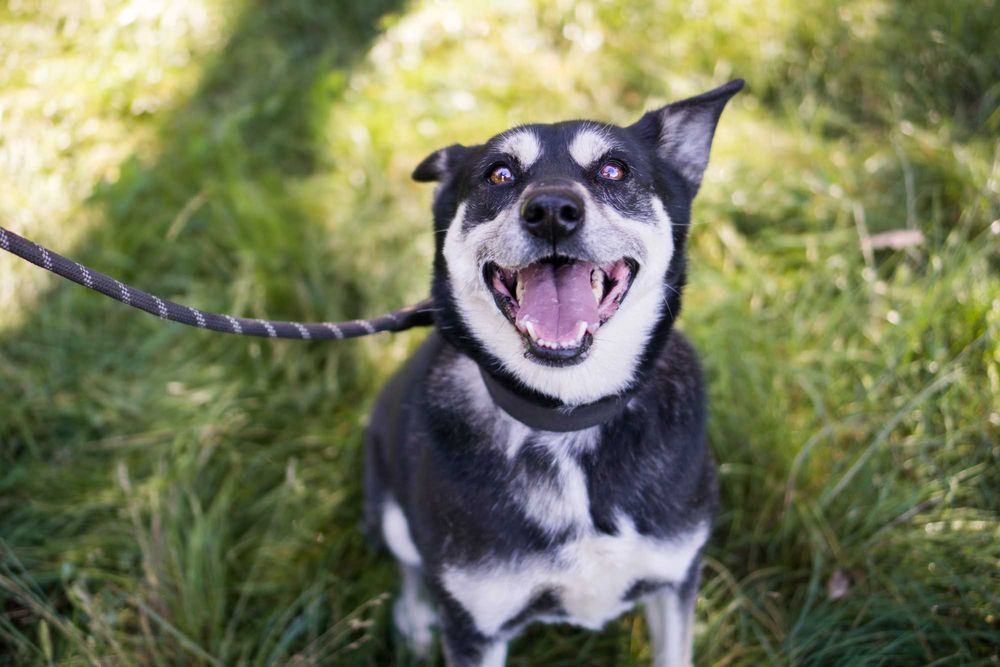 8 letnia Ksenia do adopcji!