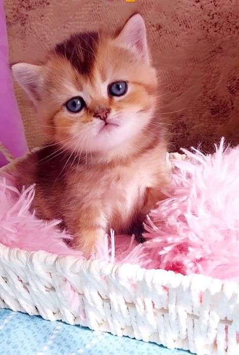 Неймовірний красунчик хлопчик шиншилка Скотіш Страйт