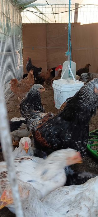 Galinhas brahma