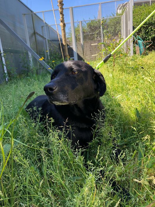 Nero - cão de porte grande