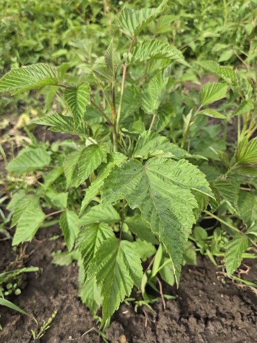 Sadzonki malin i truskawek | kwitnące truskawki maliny do ogrodu
