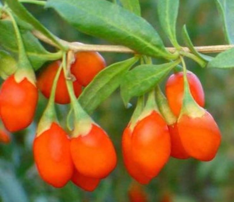 Planta /fruta goji