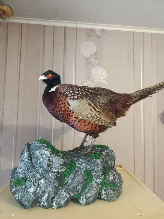 Продам чучело фазана