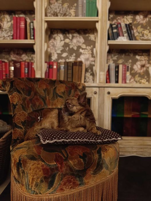 Чихуахуа для в'язки