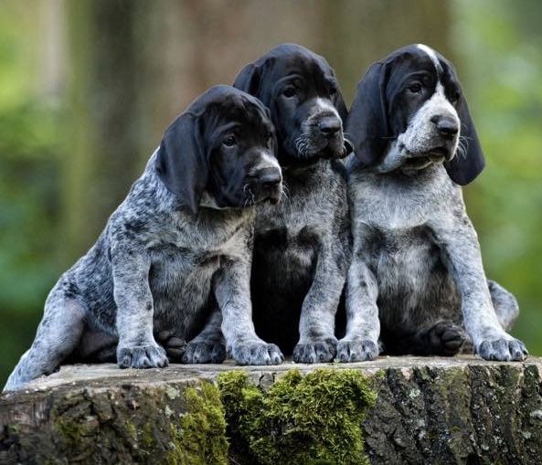 Wyżeł z Owernii - dziewczynka marzy o swoim domku