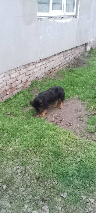 Дівчинка маленької породи пів року