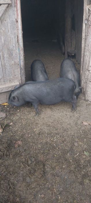 Продам в'єтнамських поросят