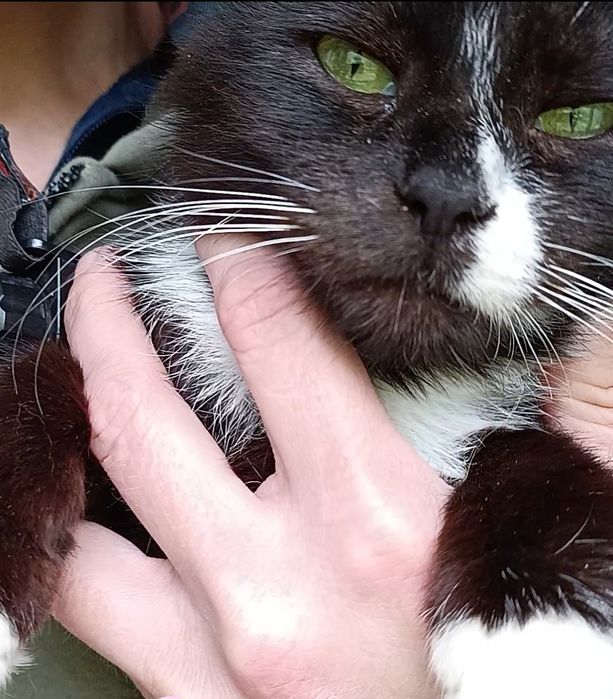 Кішка Герда 1 рік стерильна