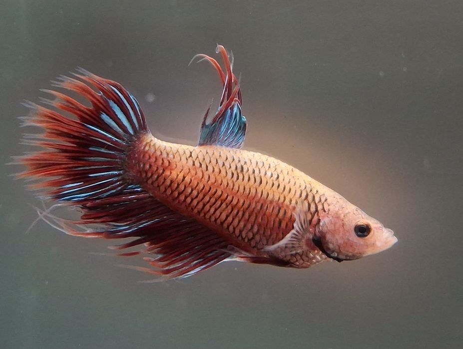Machos Betta adultos - 5€