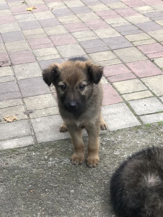 Цуценята в хороші руки