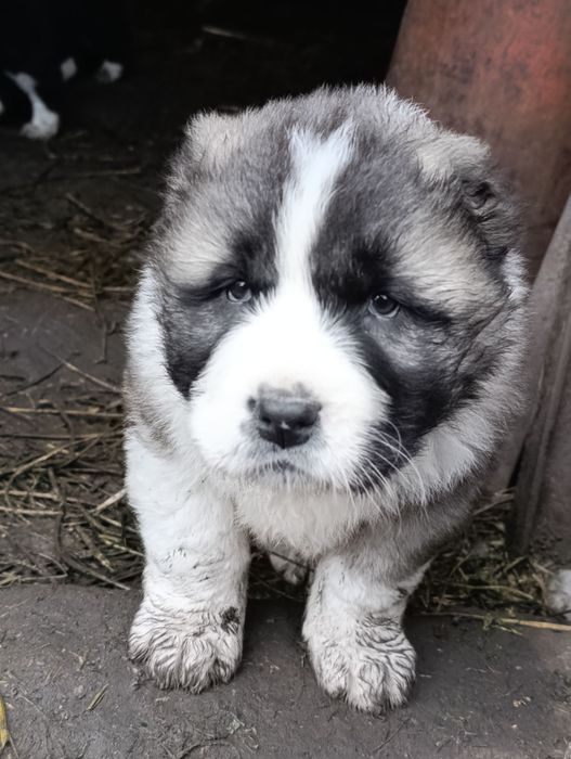 Цуценята породи азіат