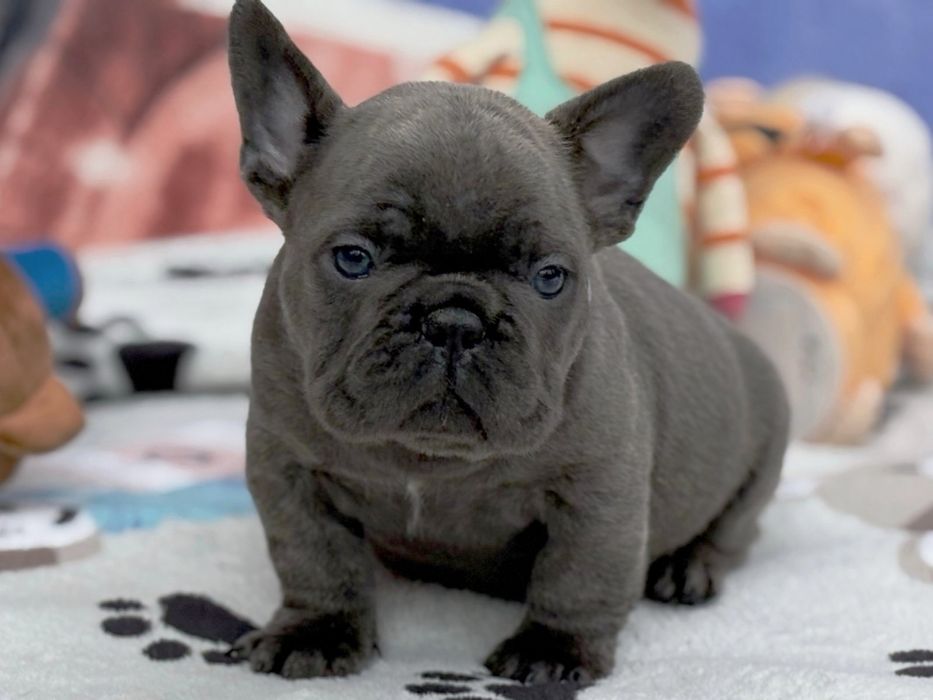 Карапуз француз . Блакитний