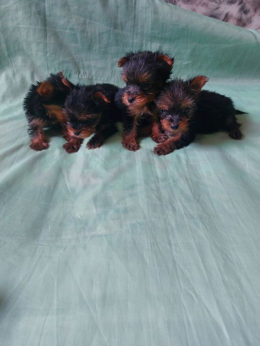 Гарантированно мини йоркширского терьера !