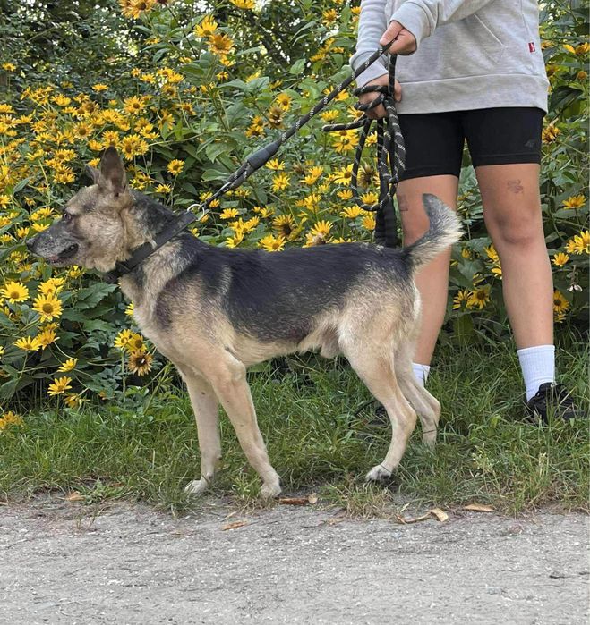 Budyń - przytulak ktory marzy o własnym domu