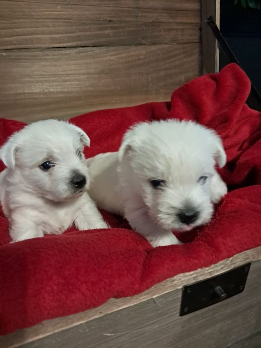 West highland white terrier-rezerwacja