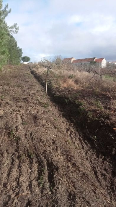 Quinta com casa e terreno