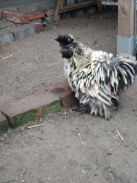 Silka jedwabista silki kogut usa satyna lokowana