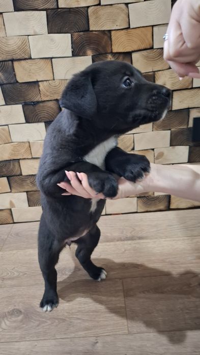 Віддам собачок у добрі руки.