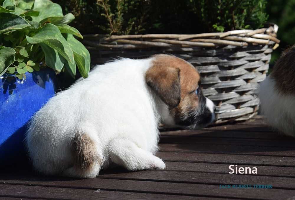 Jack Russell Terrier - suczka SIENA z rodowodem ZKwP