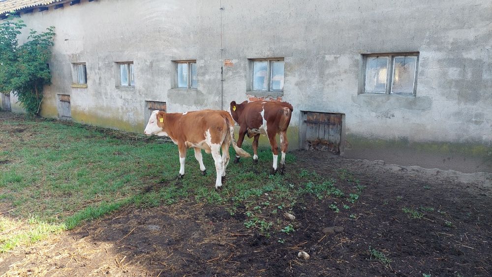 Cielęta jalówki odsadki 100% simental