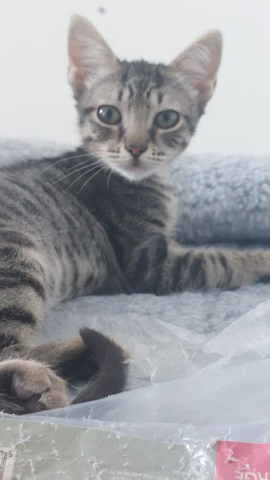 Gatinhos cinza bebés para adoção