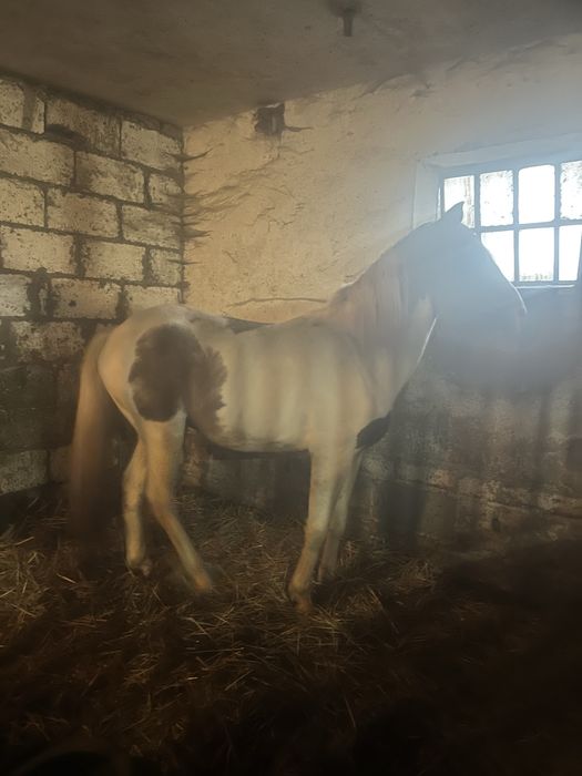 Sprzedam ogiera srokatego