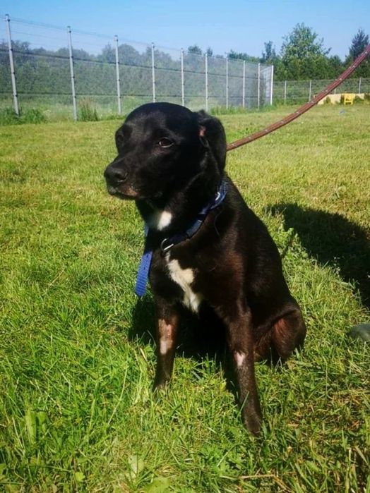Smutny Piesek Lesio do adopcji!