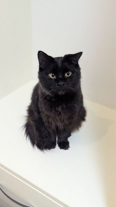 Дуже гарна і розумна киця в добрі руки!