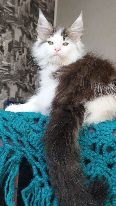 Мейн Кун кот для вязки