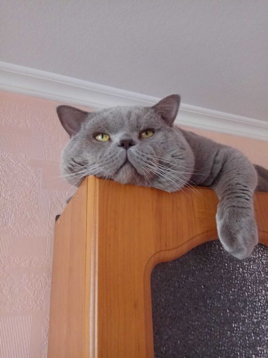 Британець в'язка