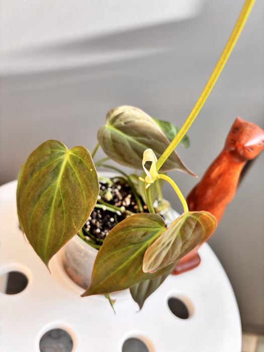 Філодендрон Міканс Philodendron Scandens Micans