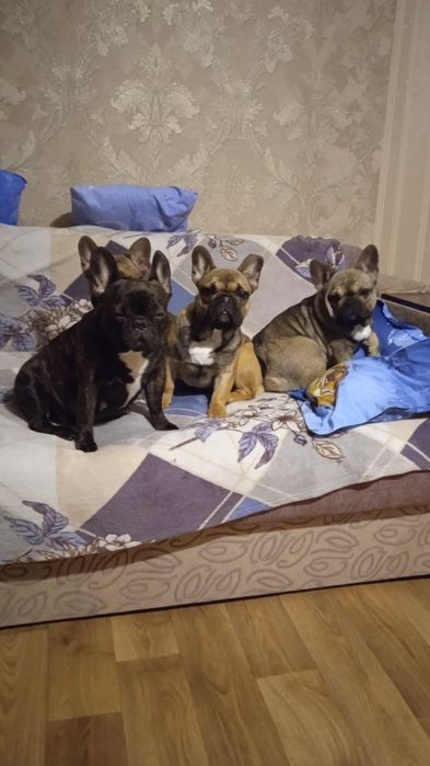 В'язка французький бульдог