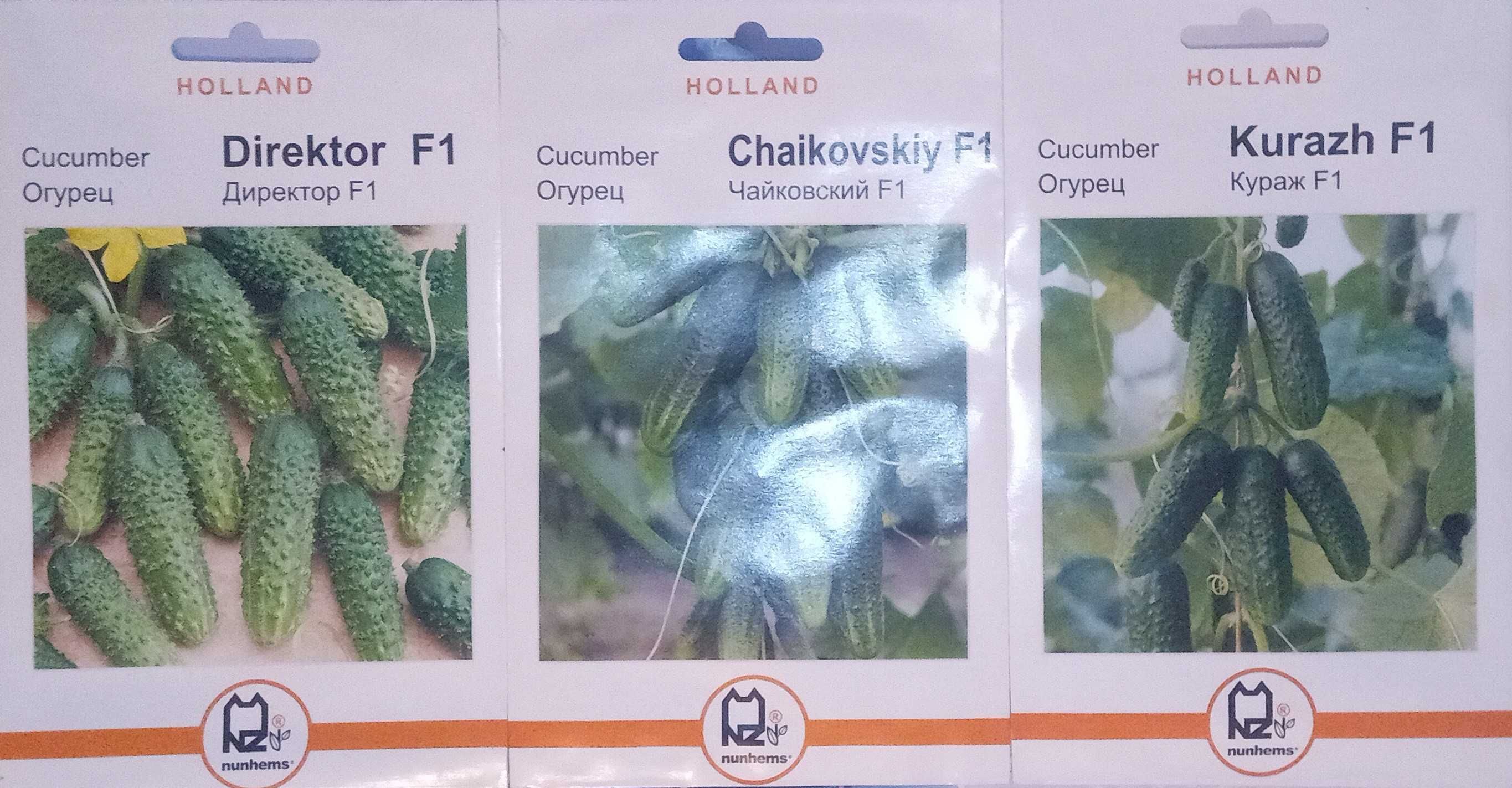 Продам семена огурцов. Голландия: 13 грн. - Сад / огород Светловодск на Olx