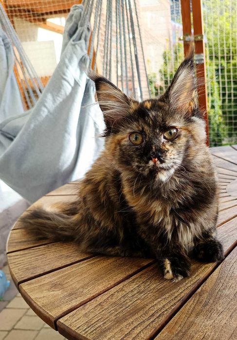 Kotka Maine Coon NAYANA – niezwykłe oczy i piękny charakter | rodowód