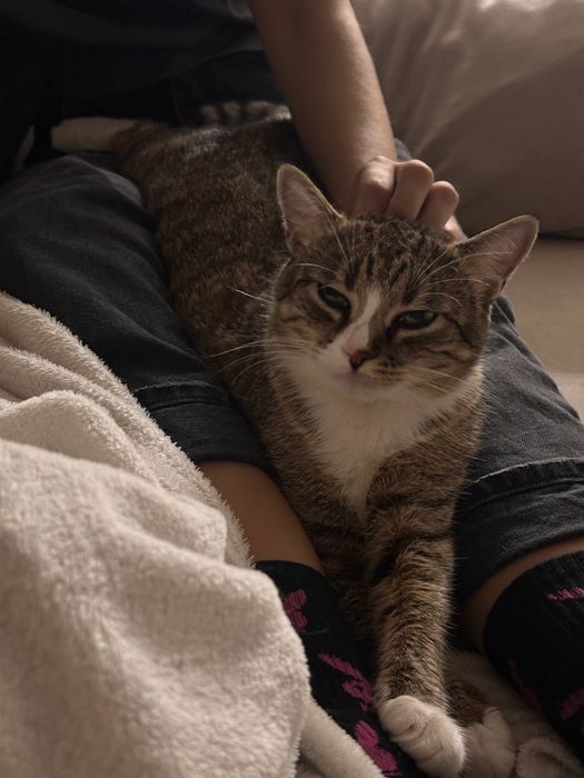 Віддам кицю Тернопіль