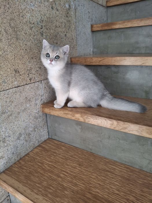 Gatinho  British Shorthair  Blue Golden com LOP
