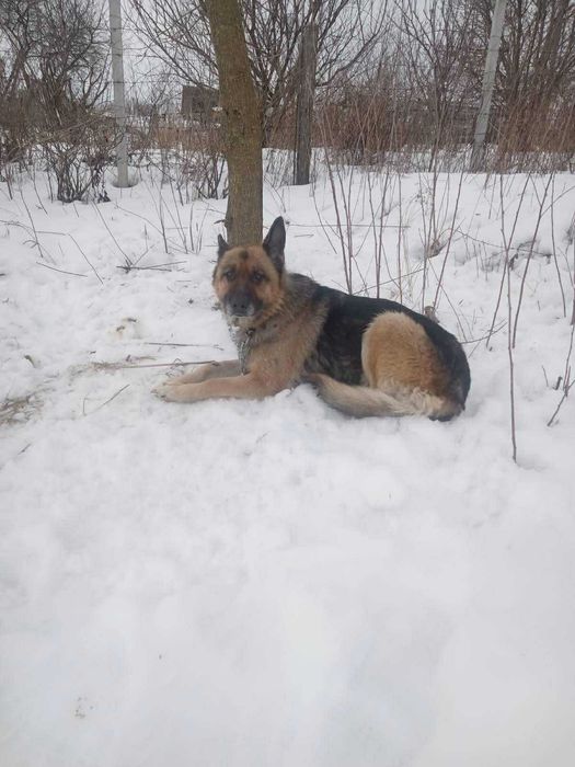 Вівчарка в добрі руки