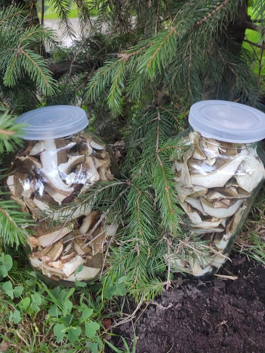 Гриби сушені Білі 2024, мариновані